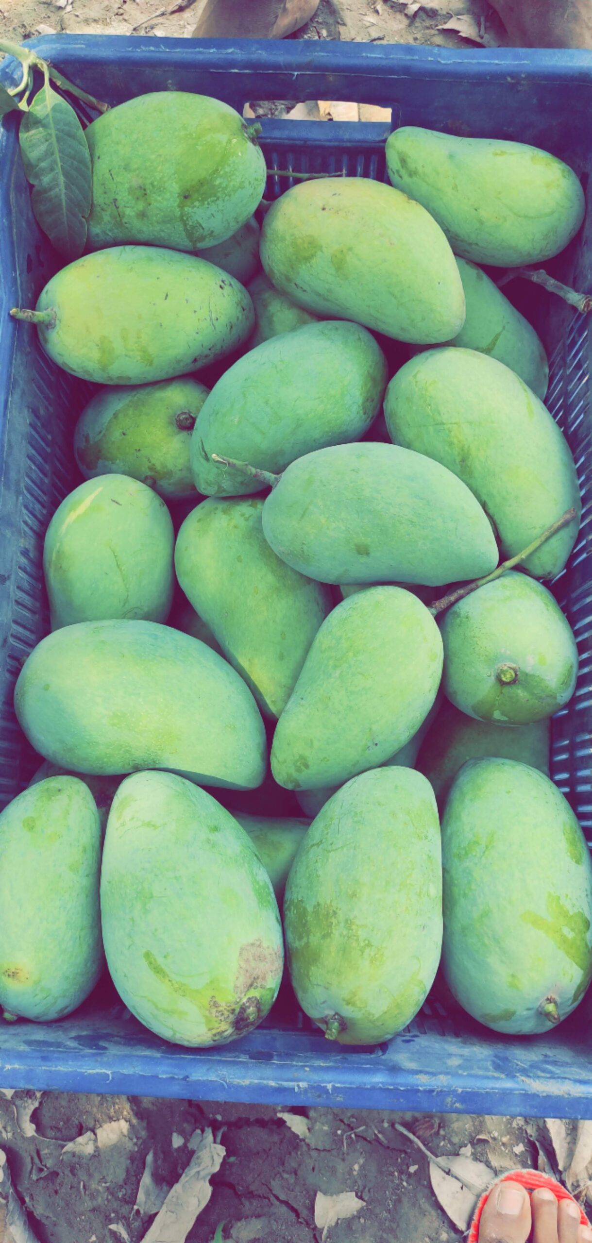 Chaunsa Mango - 7kg - ONLINE MANGOES PAKISTAN