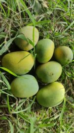 Anwar Ratol Mango - 8kg - Image 2