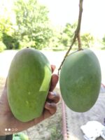 Multani White Chaunsa Mango - 8kg - Image 3