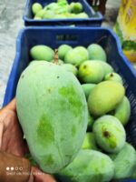 Multani White Chaunsa Mango - 8kg - Image 4