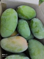 Nawabpuri White Chaunsa (Late) Mango - 8kg - Image 13