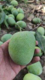 Multani Anwar Ratol 12 Number - Image 2