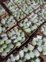 Multani White Chaunsa Mango - 8kg - Image 11