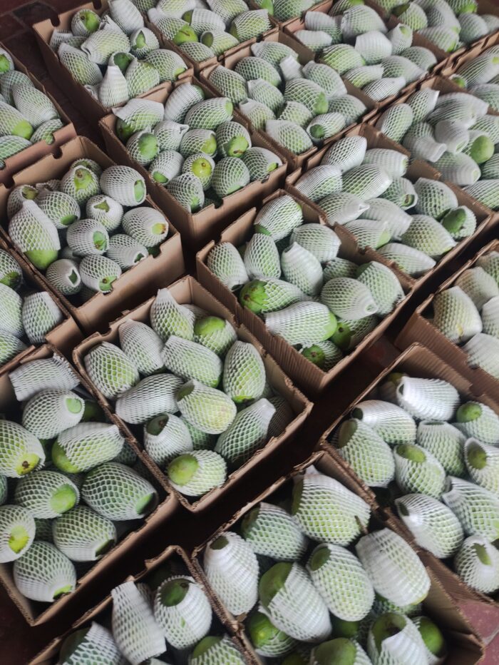 Fresh White Chaunsa mangoes