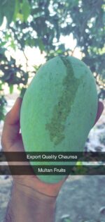 Multani White Chaunsa Mango - 8kg - Image 6