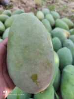 Nawabpuri White Chaunsa (Late) Mango - 8kg - Image 31