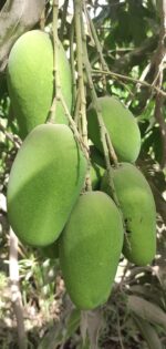 Multani Dusheri Mango - 8kg - Image 7