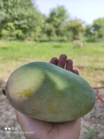 Nawabpuri White Chaunsa (Late) Mango - 8kg - Image 30