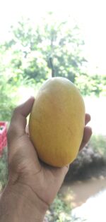 Multani White Chaunsa Mango - 8kg - Image 2
