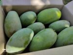 Nawabpuri White Chaunsa (Late) Mango - 8kg - Image 28