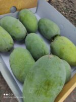 Nawabpuri White Chaunsa (Late) Mango - 8kg - Image 24