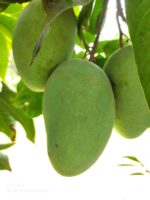 Nawabpuri White Chaunsa (Late) Mango - 8kg - Image 34