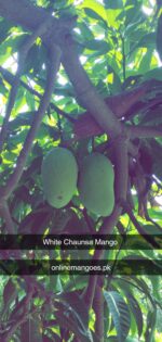 Nawabpuri White Chaunsa (Late) Mango - 8kg - Image 18