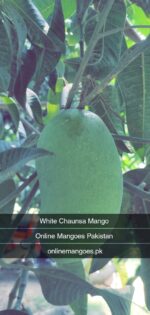 Nawabpuri White Chaunsa (Late) Mango - 8kg - Image 17