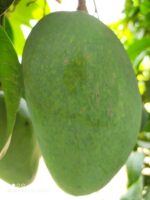 Nawabpuri White Chaunsa (Late) Mango - 8kg - Image 33